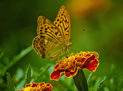 květina s motýlem, zdroj: www.pixabay.com, CCO